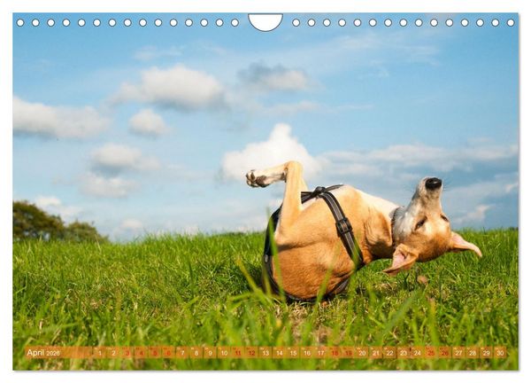 Produktbild: Witziger Windhund - Portugiesischer Galgo (Wandkalender 2026 DIN A4 quer), CALVENDO Monatskalender
