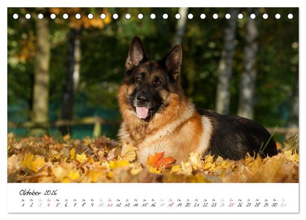 Produktbild: Sch&auml;ferhunde Seelenhunde (Tischkalender 2026 DIN A5 quer), CALVENDO Monatskalender