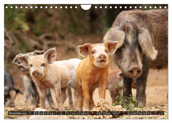 Produktbild: Korsika - s&uuml;&szlig;e, wilde Schweinchen (Wandkalender 2026 DIN A4 quer), CALVENDO Monatskalender