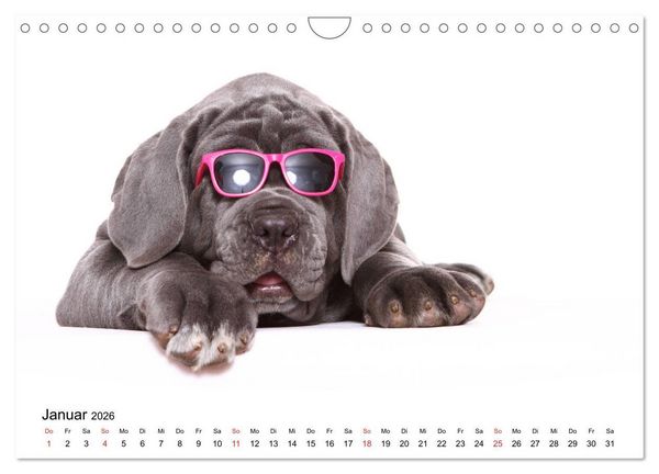 Produktbild: Funny Dogs (Wandkalender 2026 DIN A4 quer), CALVENDO Monatskalender