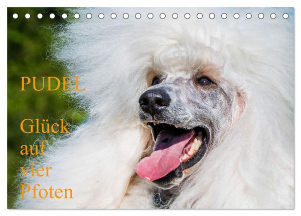 Pudel - Glück auf vier Pfoten (Tischkalender 2026 DIN A5 quer), CALVENDO Monatskalender