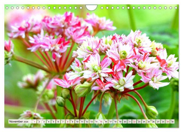 Produktbild: Pelargonien. Die Klassiker unter den Bl&uuml;hwundern (Wandkalender 2026 DIN A4 quer), CALVENDO Monatskalender