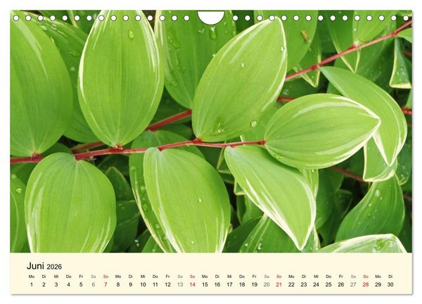 Produktbild: Kraftquelle Gr&uuml;n (Wandkalender 2026 DIN A4 quer), CALVENDO Monatskalender