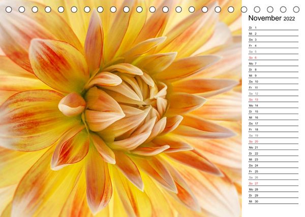 Produktbild: Bl&uuml;hende Dahlien (Tischkalender 2022 DIN A5 quer)