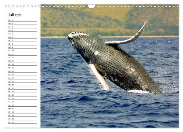 Produktbild: Wale. Kolosse der Meere (Wandkalender 2026 DIN A3 quer), CALVENDO Monatskalender