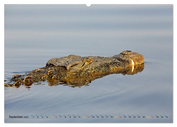 Produktbild: Krokodile in der Wildnis (Wandkalender 2026 DIN A2 quer), CALVENDO Monatskalender