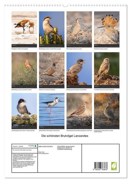 Produktbild: Die sch&ouml;nsten Brutv&ouml;gel Lanzarotes (hochwertiger Premium Wandkalender 2027 DIN A2 hoch), Kunstdruck in Hochglanz