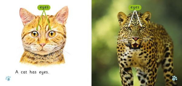 Produktbild: BIG CAT - CATS