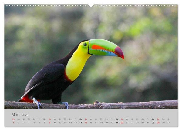Produktbild: Costa Rica - Exotische V&ouml;gel im Regenwald (Wandkalender 2026 DIN A2 quer), CALVENDO Monatskalender
