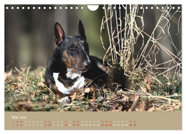 Produktbild: Fantastische Bullterrier - Sieger im Herzen (Wandkalender 2026 DIN A4 quer), CALVENDO Monatskalender