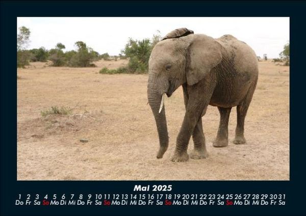 Produktbild: Elefanten - Die sanften Riesen Afrikas 2025 Fotokalender DIN A5