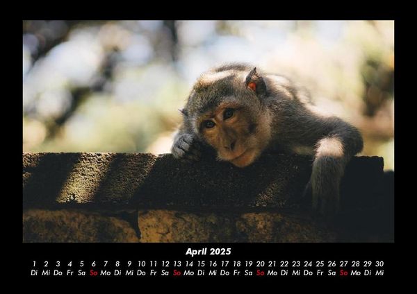 Produktbild: Tierkalender 2025 Fotokalender DIN A3