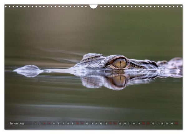 Produktbild: S&uuml;dafrika wunderbare Tierwelt (Wandkalender 2026 DIN A3 quer), CALVENDO Monatskalender