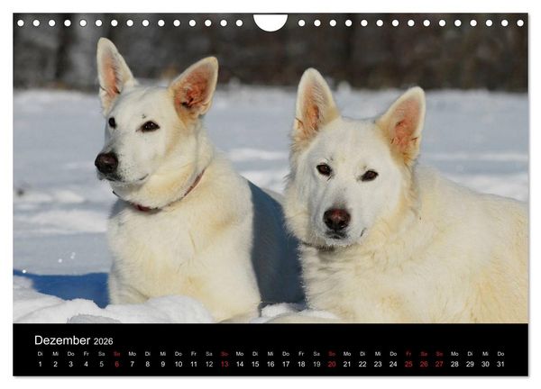 Produktbild: Wei&szlig;er Schweizer Sch&auml;ferhund (Wandkalender 2026 DIN A4 quer), CALVENDO Monatskalender