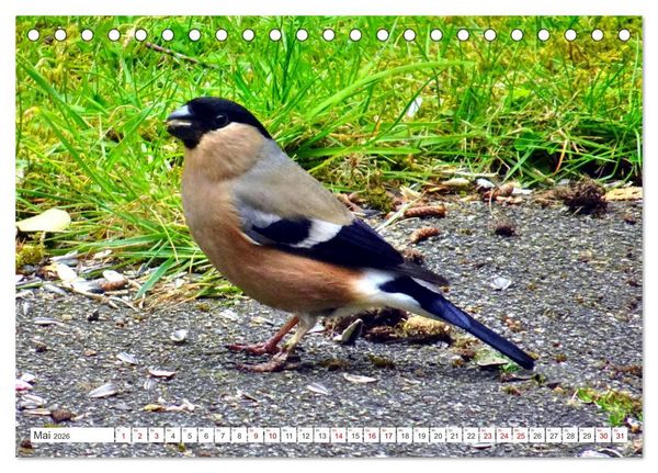 Produktbild: Herr und Frau Gimpel - Stammg&auml;ste im Garten (Tischkalender 2026 DIN A5 quer), CALVENDO Monatskalender