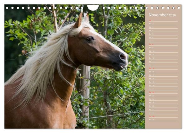 Produktbild: Haflinger / Geburtstagskalender (Wandkalender 2026 DIN A4 quer), CALVENDO Monatskalender