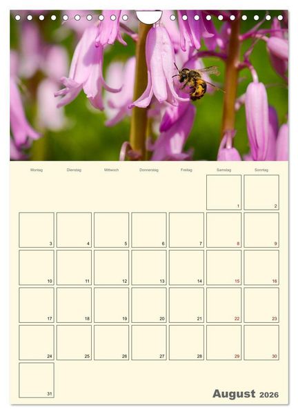 Produktbild: Bienen im Naturgarten (Wandkalender 2026 DIN A4 hoch), CALVENDO Monatskalender