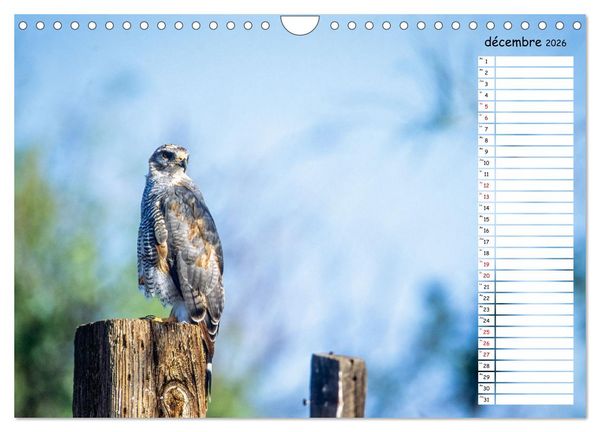 Produktbild: Arizona, une rencontre avec la nature (Calendrier mural 2026 DIN A4 vertical), CALVENDO calendrier mensuel
