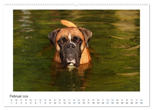 Produktbild: Deutscher Boxer - Boxer im Wasser 2026 (hochwertiger Premium Wandkalender 2026 DIN A2 quer), Kunstdruck in Hochglanz