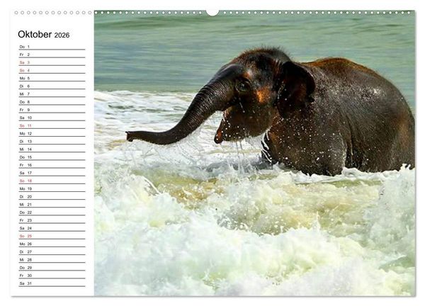 Produktbild: Elefanten - Wasserspa&szlig; am Strand (Wandkalender 2026 DIN A2 quer), CALVENDO Monatskalender