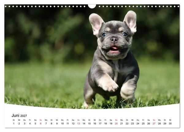 Produktbild: Bullys - Franz&ouml;sische Bulldoggen 2027 (Wandkalender 2027 DIN A3 quer), CALVENDO Monatskalender