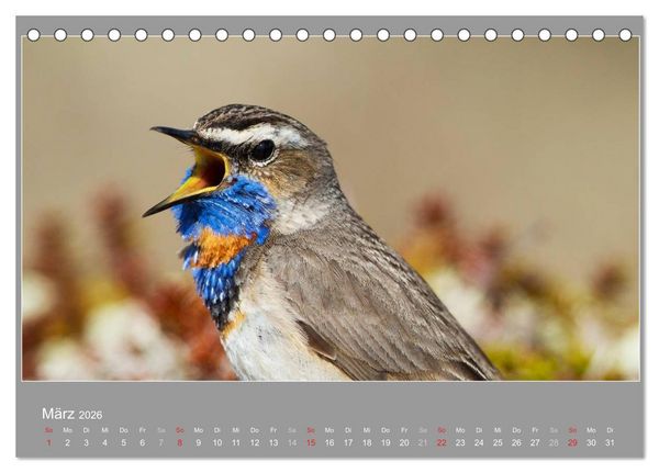 Produktbild: &Ouml;LAND - Besuch im etwas anderen Schweden 2026 (Tischkalender 2026 DIN A5 quer), CALVENDO Monatskalender