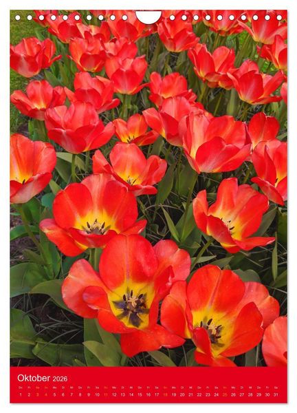 Produktbild: Tulpen. Bunter Fr&uuml;hling (Wandkalender 2026 DIN A4 hoch), CALVENDO Monatskalender