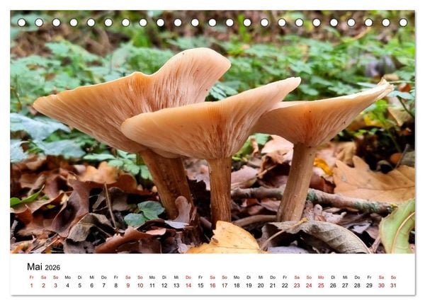 Produktbild: Pilze - Geheimnisvolle Herrscher der W&auml;lder (Tischkalender 2026 DIN A5 quer), CALVENDO Monatskalender