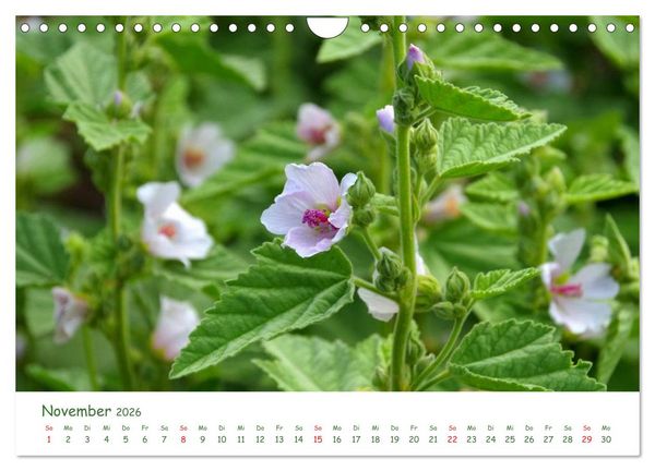 Produktbild: Arzneipflanzen (Wandkalender 2026 DIN A4 quer), CALVENDO Monatskalender