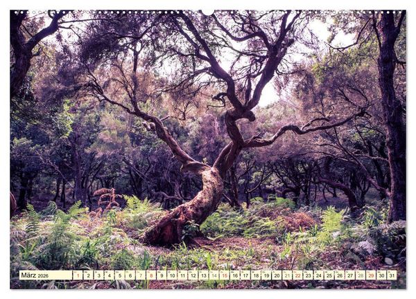 Produktbild: Mystische W&auml;lder - Zauber der Natur (hochwertiger Premium Wandkalender 2026 DIN A2 quer), Kunstdruck in Hochglanz