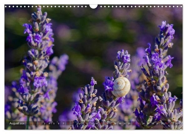 Produktbild: Lavendel. Der Duft der Provence (Wandkalender 2026 DIN A3 quer), CALVENDO Monatskalender