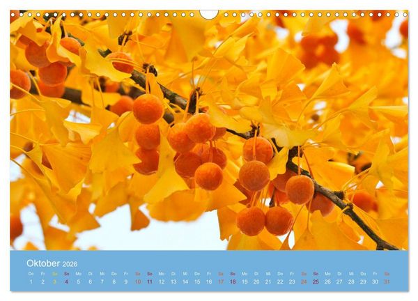 Produktbild: Geliebter Ginkgo (Wandkalender 2026 DIN A3 quer), CALVENDO Monatskalender