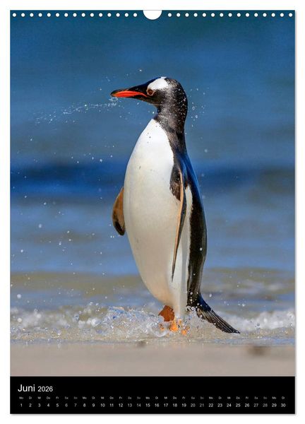 Produktbild: Hallo Pinguin (Wandkalender 2026 DIN A3 hoch), CALVENDO Monatskalender
