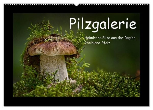 Produktbild: Pilzgalerie - Heimische Pilze aus der Region Rheinland-Pfalz (Wandkalender 2026 DIN A2 quer), CALVENDO Monatskalender