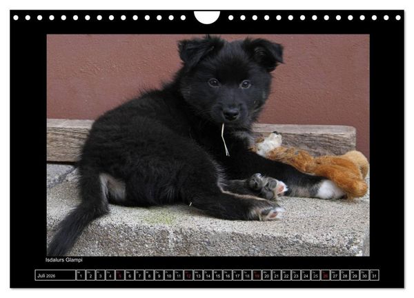 Produktbild: Islandhund - Welpen / CH-Version (Wandkalender 2026 DIN A4 quer), CALVENDO Monatskalender
