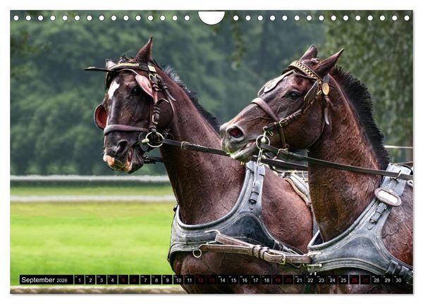 Produktbild: Fahrpferde in Aktion (Wandkalender 2026 DIN A4 quer), CALVENDO Monatskalender