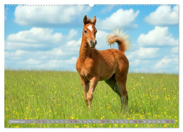 Produktbild: Ein Jahr voll Fohlenzauber (hochwertiger Premium Wandkalender 2027 DIN A2 quer), Kunstdruck in Hochglanz