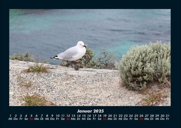 Produktbild: V&ouml;gel 2025 Fotokalender DIN A4