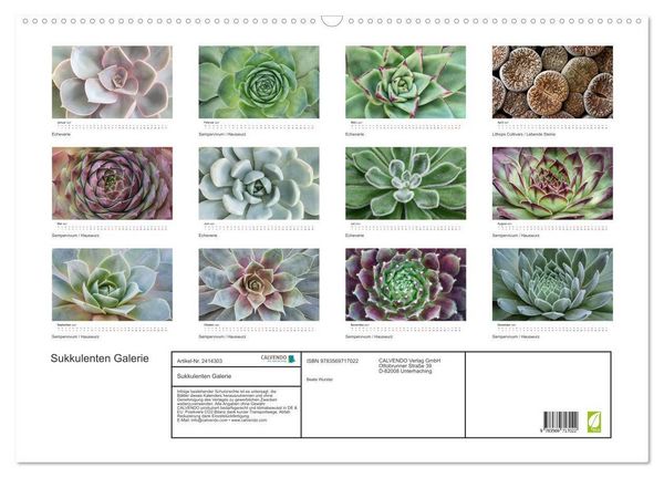 Produktbild: Sukkulenten Galerie (Wandkalender 2027 DIN A2 quer), CALVENDO Monatskalender