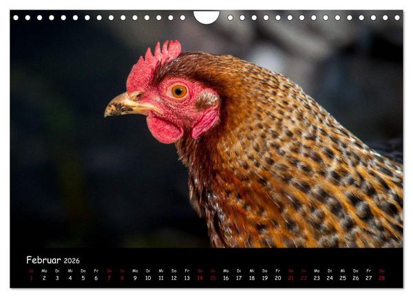 Produktbild: Neues von den Gartenh&uuml;hnern (Wandkalender 2026 DIN A4 quer), CALVENDO Monatskalender