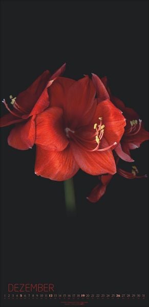 Produktbild: Die Magie der Blumen Kalender 2027