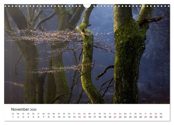 Produktbild: Im Deutschen Wald (Wandkalender 2026 DIN A3 quer), CALVENDO Monatskalender