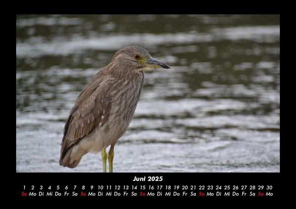 Produktbild: Vogelparadies 2025 Fotokalender DIN A3