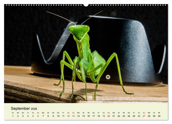 Produktbild: Insekten. Faszinierend und wichtig (Wandkalender 2026 DIN A2 quer), CALVENDO Monatskalender