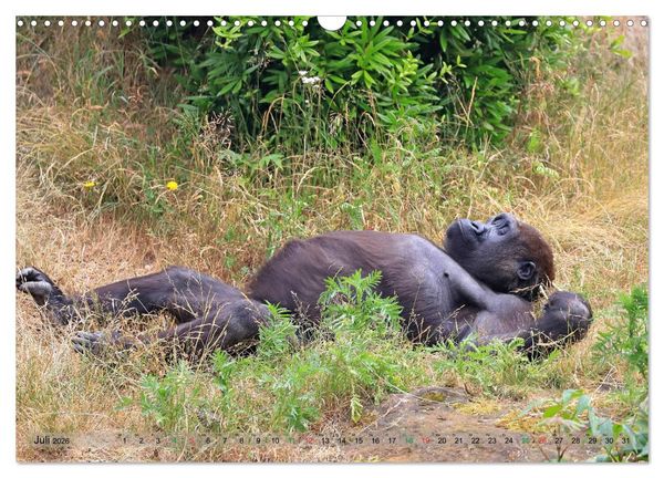 Produktbild: Flachlandgorillas in Apenheul (Wandkalender 2026 DIN A3 quer), CALVENDO Monatskalender