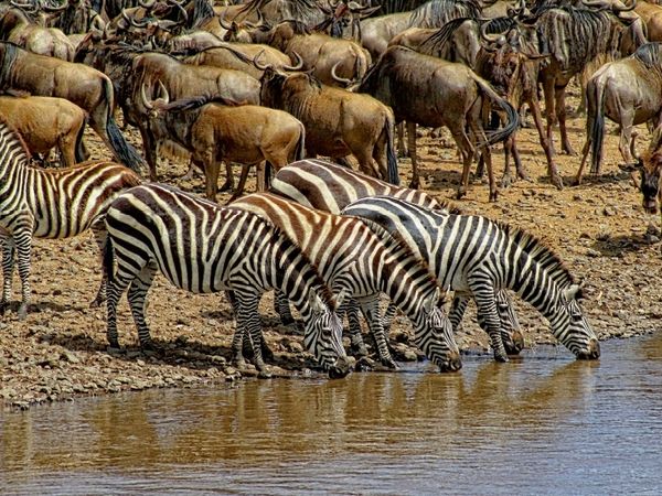 Produktbild: CALVENDO Puzzle Zebras....Streifen am Wasser | 1000 Teile Lege-Gr&ouml;&szlig;e 64x48cm Foto-Puzzle f&uuml;r gl&uuml;ckliche Stunden