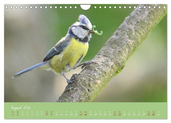 Produktbild: Die Blaumeise, Gast in unserem Garten (Wandkalender 2026 DIN A4 quer), CALVENDO Monatskalender