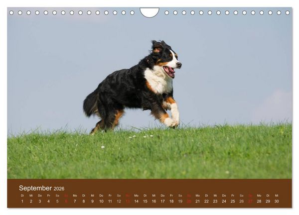 Produktbild: Berner Sennenhunde (Wandkalender 2026 DIN A4 quer), CALVENDO Monatskalender