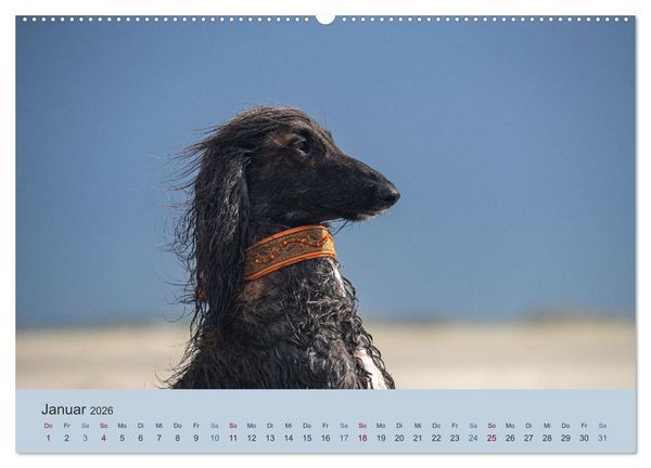 Produktbild: AFGHANISCHE WINDHUNDE 2026 (hochwertiger Premium Wandkalender 2026 DIN A2 quer), Kunstdruck in Hochglanz