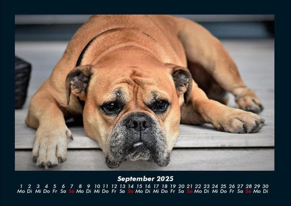 Produktbild: Der Hundekalender 2025 Fotokalender DIN A4
